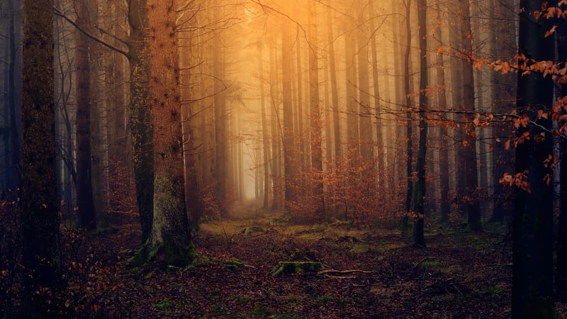 Mystical Woodland