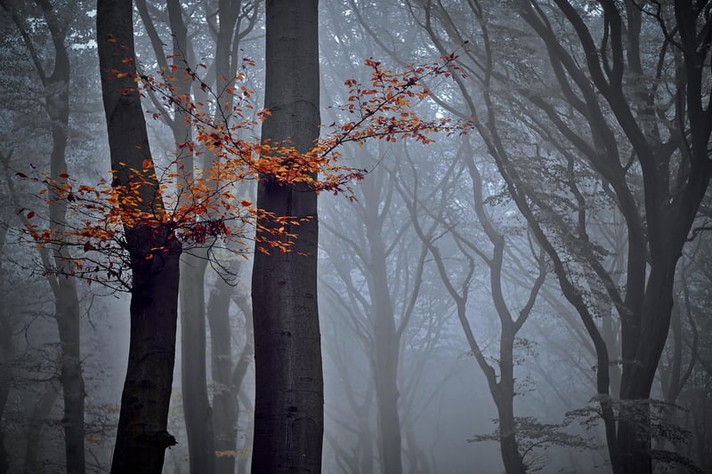 Enchanted Forest Gardens